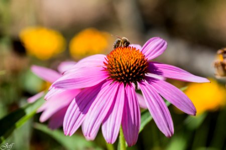 Terra botanica Angers Maine et Loire-123