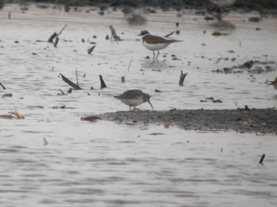 DSCN0079c Dunlin Willowhaven Area Kankakee Co IL 10-31-2018