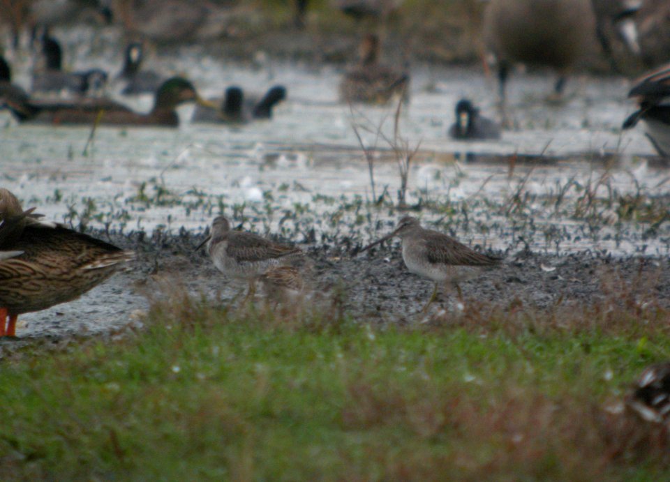 DSCN8919c LB Dowitcher Whispering Willows Area Kankakee Co IL 10-30-2016