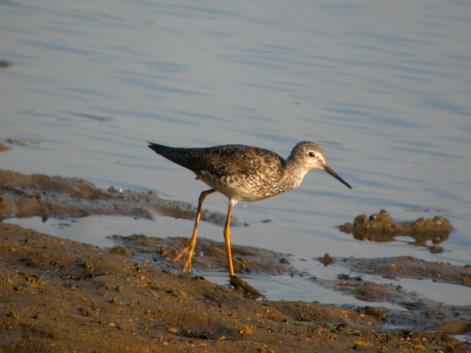 DSCN0233c Lesser Yellowlegs Dam Kankakee IL 8-1-2018