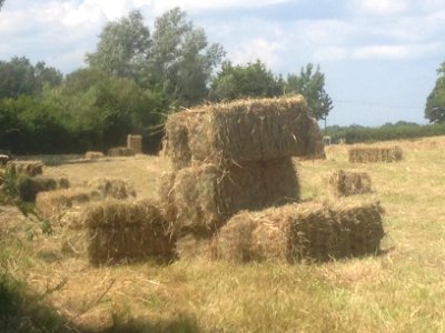 Making Hay