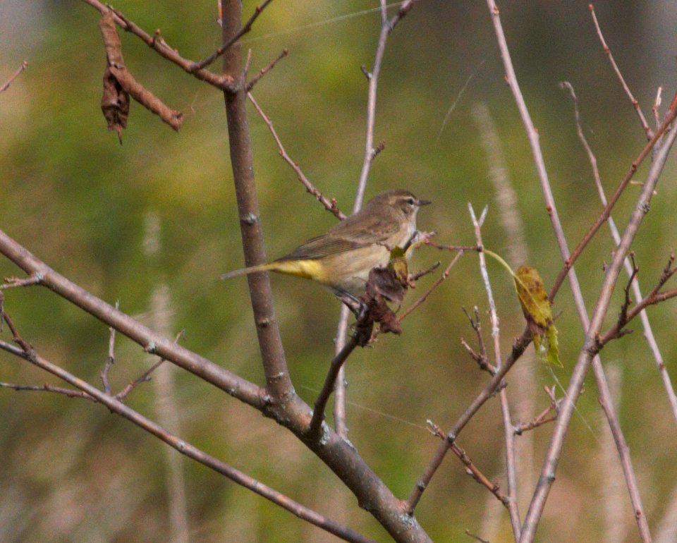IMG 9447c Palm Warbler Whispering Willows Area Kankakee Co IL 9-28-2016