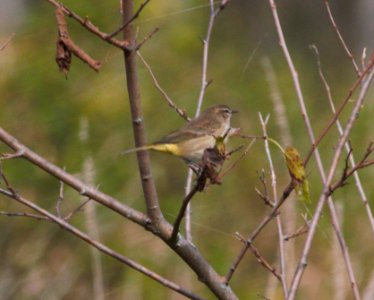 IMG 9447c Palm Warbler Whispering Willows Area Kankakee Co IL 9-28-2016