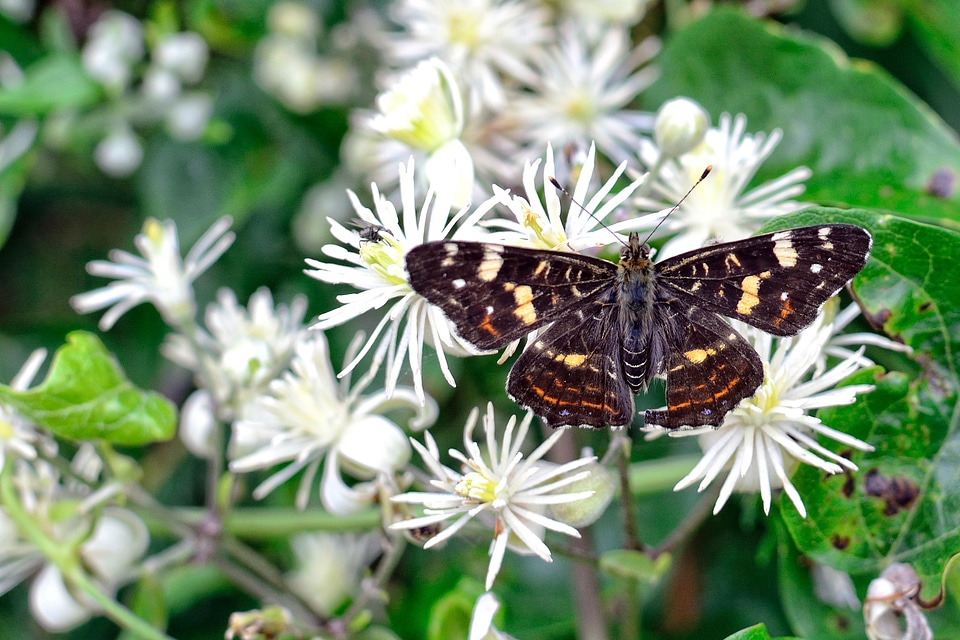 Edelfalter insect flower