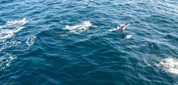 California Dolphins