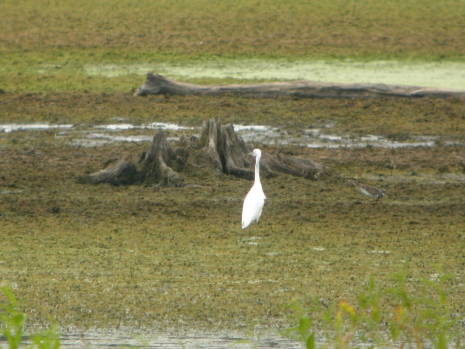DSCN0335c Little Blue Heron LaSalle FWA IN 8-6-2018