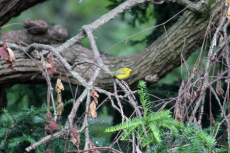 IMG 1681c Wilson's Warbler Hse Kankakee IL 9-8-2018