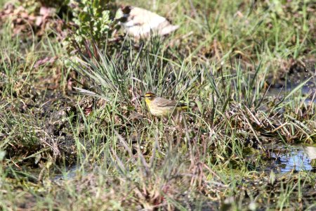 IMG 9333c Palm Warbler Aroma Park IL 4-28-2018