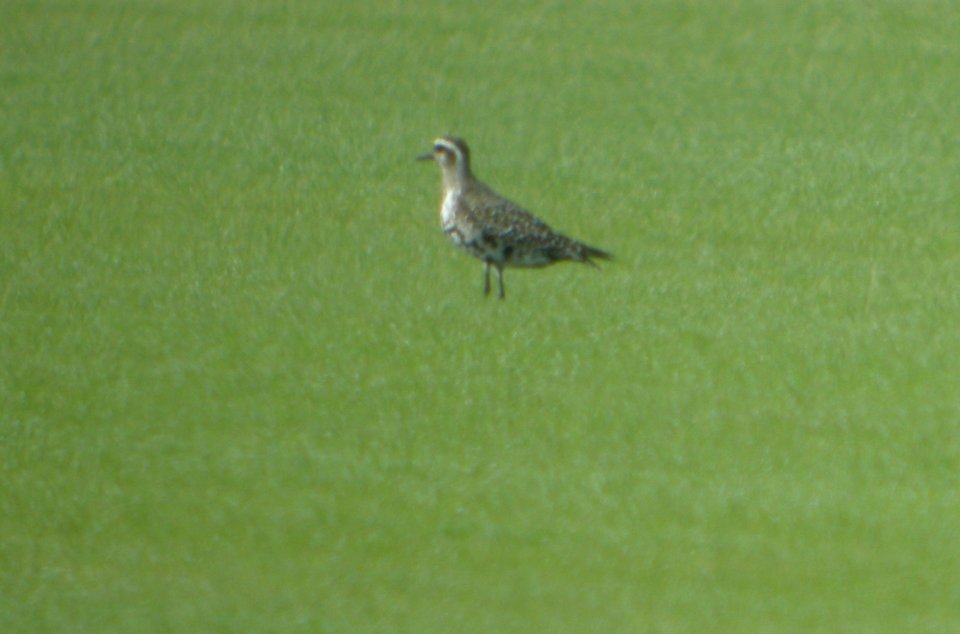 DSCN7863c American Golden-Plover Sod Farm Momence IL 8-29-2016
