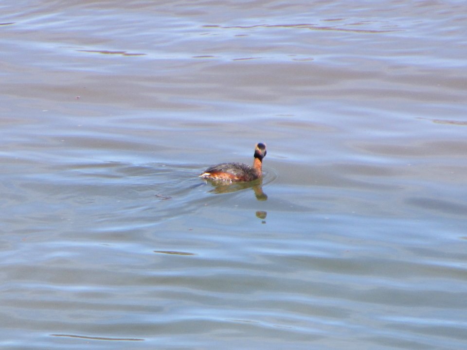 IMG 3709c Horned Grebe Gar Creek Trail Kankakee IL 4-19-2018