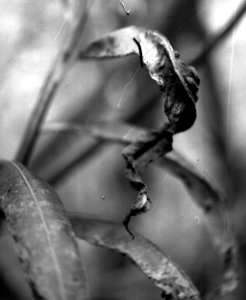 Zenit 11 - Melancholy Garden 03