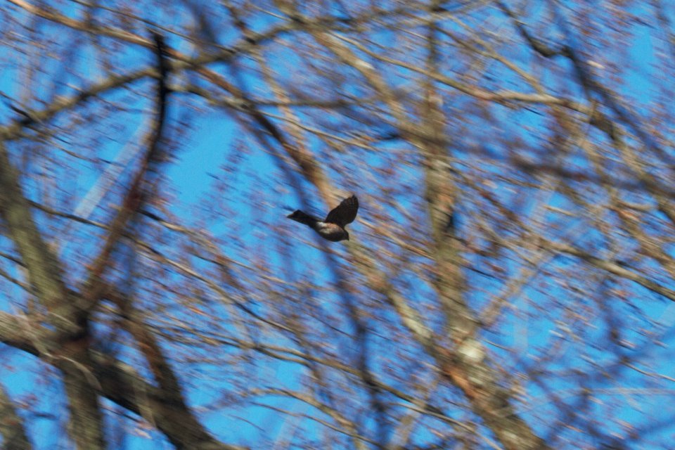 IMG 6222c Sharp-shinned Hawk Metro-sewer Kankakee IL 12-06-2017