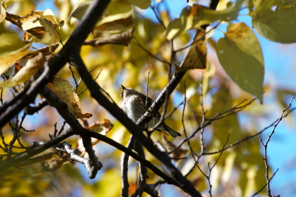 IMG 3065c Yellow-rumped Warbler Metro-sewer Kankakee IL 10-29-2018