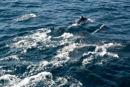 California Dolphins