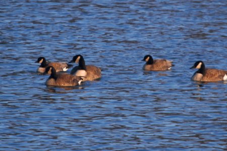IMG 7933c Cackling Goose Dam Kankakee IL 2-14 2018