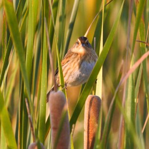 IMG 9776cg Nelson's Sparrow Whispering Willows Area Kankakee Co IL 10-7-2016