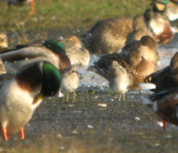 DSCN8880c LB Dowitcher Whispering Willows Area Kankakee Co IL 10-28-2016