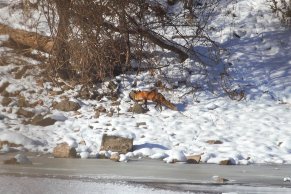 IMG 7010c Red Fox Kankakee IL 1-6-2018 photo