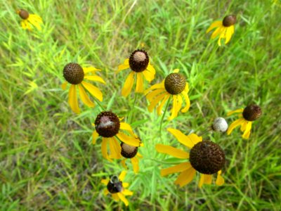 IMG 0209c Yellow Coneflower Braidwood IL 7-19-2018