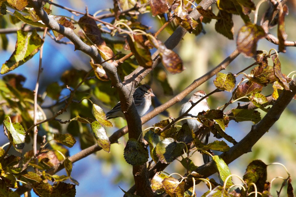 IMG 3051c Chipping Sparrow Metro-sewer Kankakee IL 10-29-2018