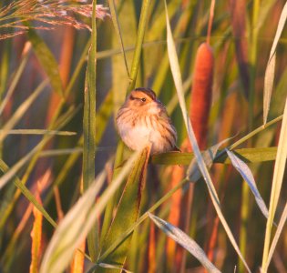 IMG 0434c Nelson's Sparrow Whispering Willows Area Kankakee Co IL 10-23-2016