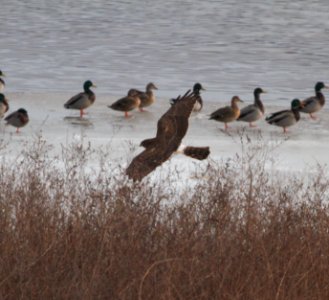 IMG 3069c Northern Harrier Peoria Metro Sewer Darst St IL 12-2-2016