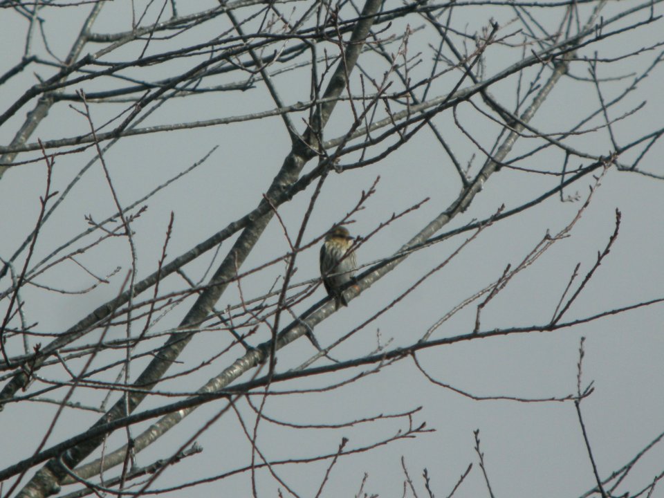 DSCN9552c Pine Siskin Willow Slough FWA IN 3-7-2018