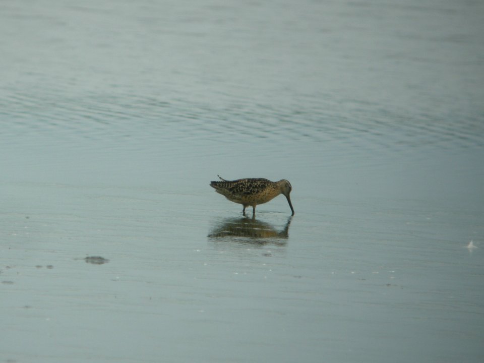 DSCN0354c Short-billed Dowitcher Willowhavern Area Kankakee Co IL 8-6-2018