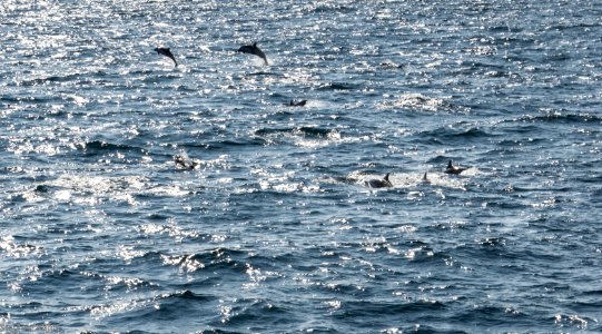 California Dolphins