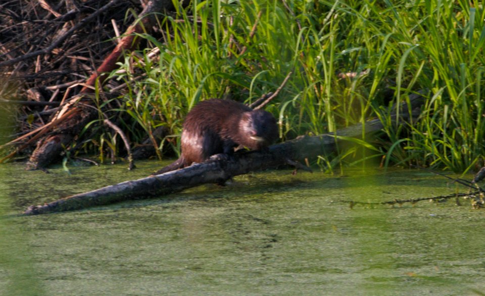IMG 8463c Mink Willow Slough FWA IN 7-11-2016