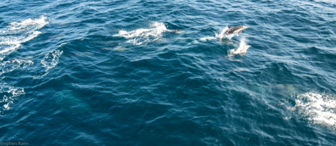California Dolphins