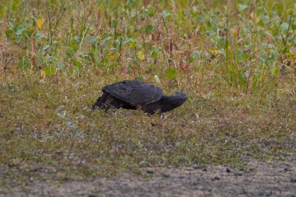 IMG 2273c Snapping Turtle Willowhaven Kankakee Co IL 10-1-2018