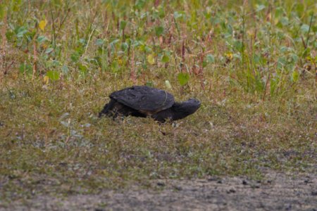 IMG 2273c Snapping Turtle Willowhaven Kankakee Co IL 10-1-2018