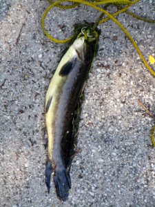 IMG 0097c Grinnel or Bowfin LaSalle FWA IN 5-31-2018