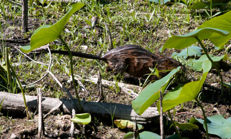 IMG 8354c Muskrat LaSalle FWA IN 6-27-2016