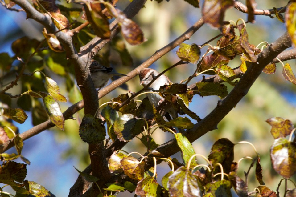 IMG 3048c Chipping Sparrow Metro-sewer Kankakee IL 10-29-2018