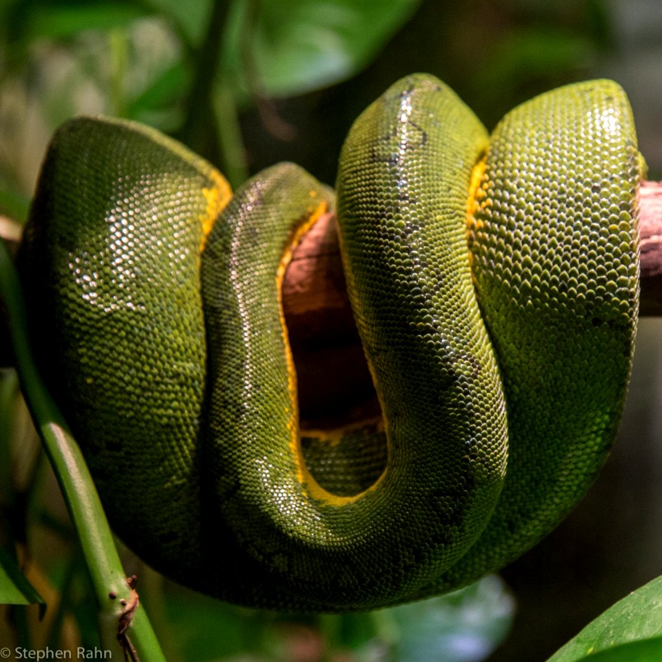 Zoo Atlanta Snake