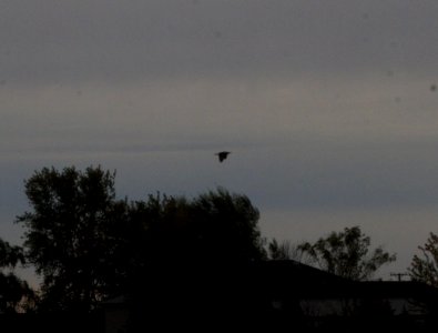 IMG 0542c American Bittern Whispering Willows Area Kankakee Co IL 10-25-2016
