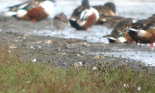 DSCN8967c Least Sandpiper Whispering Willows Area Kankakee Co IL 10-30-2016