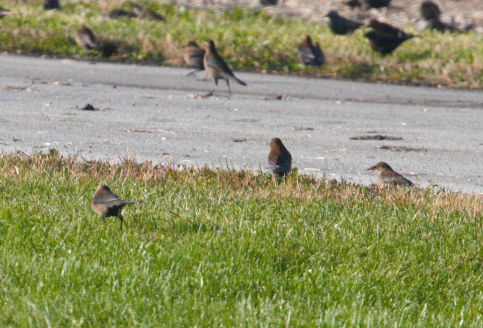 IMG 0688c Rusty Blackbird Whispering Willows Area Kankakee Co IL 10-28-2016