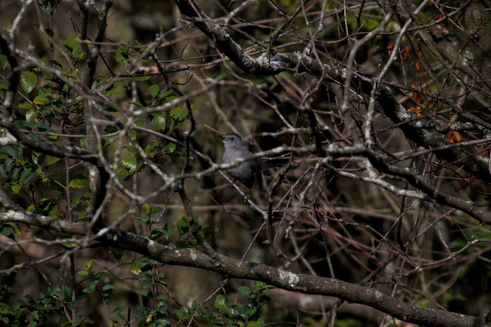 IMG 2057c Gray Catbird Heiland FP Kankakee Co IL 9-27-2018