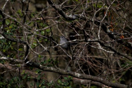IMG 2057c Gray Catbird Heiland FP Kankakee Co IL 9-27-2018