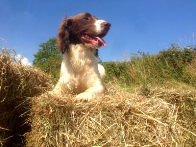 Making Hay