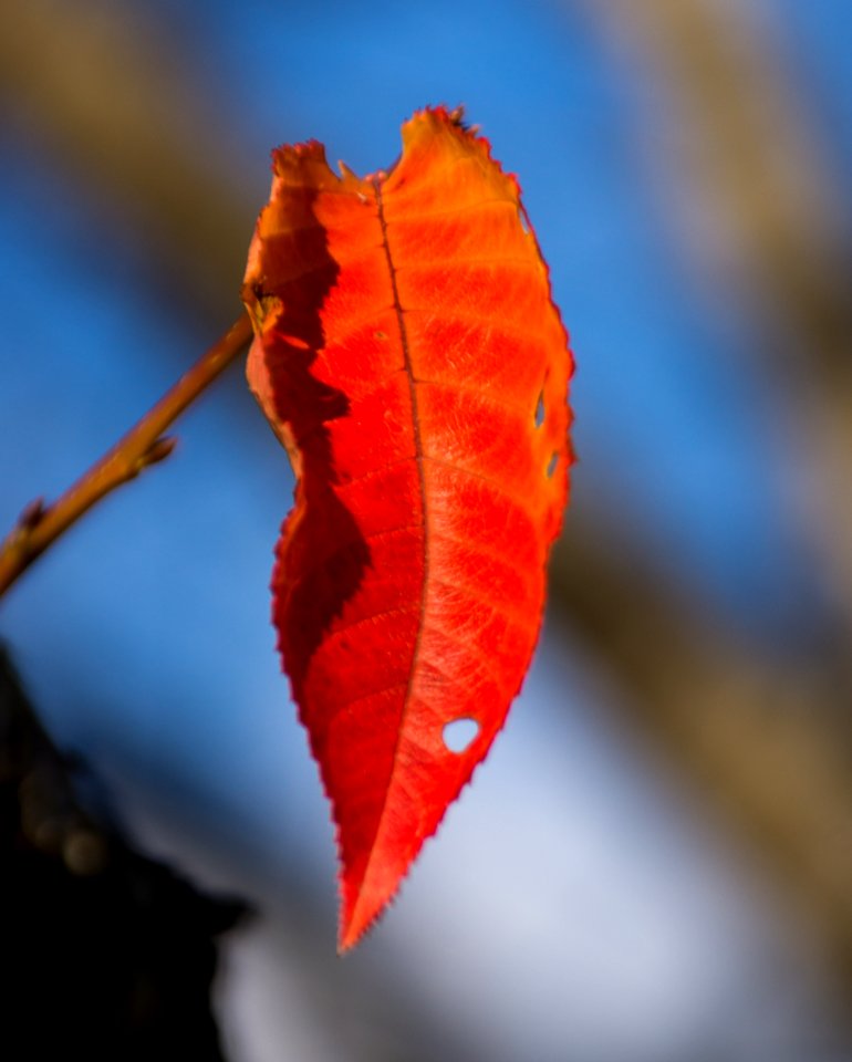 Day 337 - "How beautifully leaves grow old.  How full of light and color are their last days." - John Burroughs