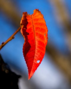 Day 337 - "How beautifully leaves grow old.  How full of light and color are their last days." - John Burroughs