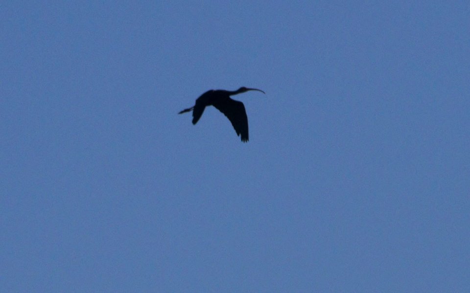 IMG 9334c White-faced Ibis Whispering Willows Area Kankakee Co IL 9-26-2016