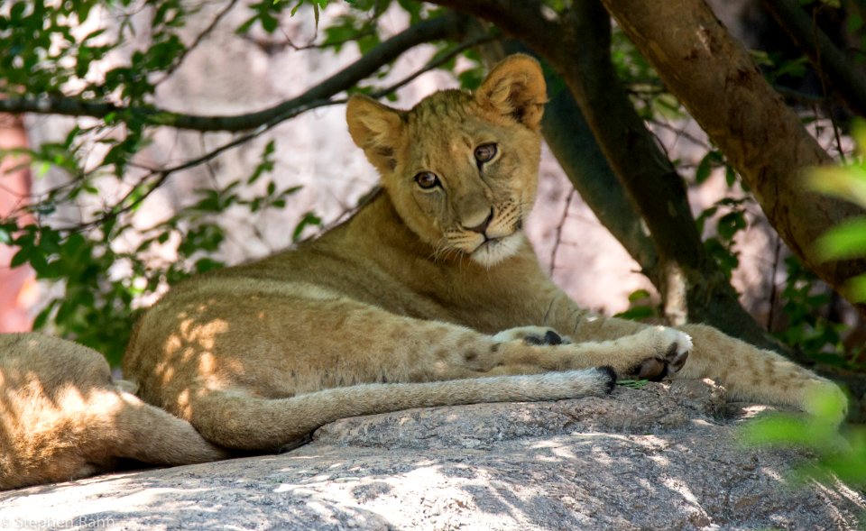 Zoo Atlanta Lion Cub photo