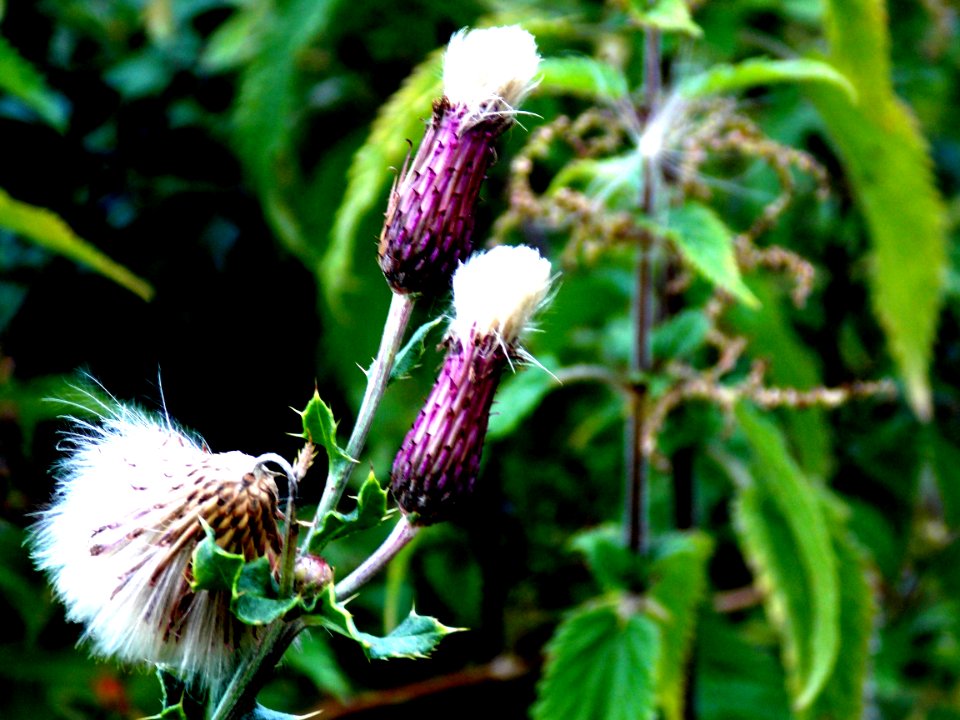 Thistle photo