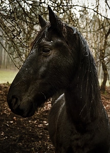 Head mammal horse head
