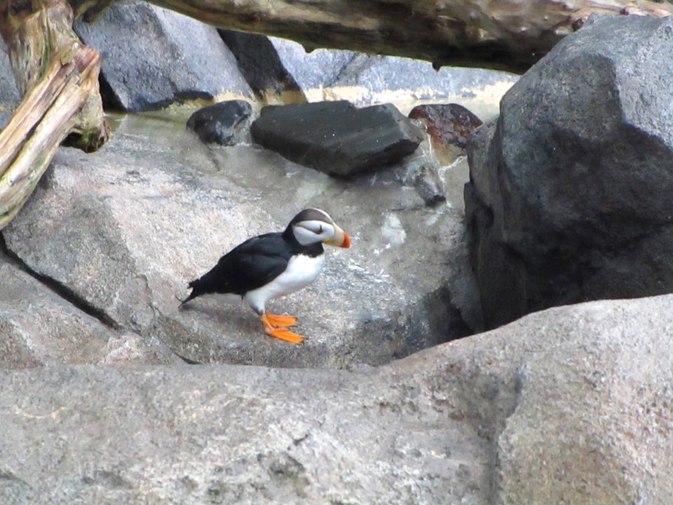 IMG 0270c Horned Puffin Museum Seward-AK 8-19-2018